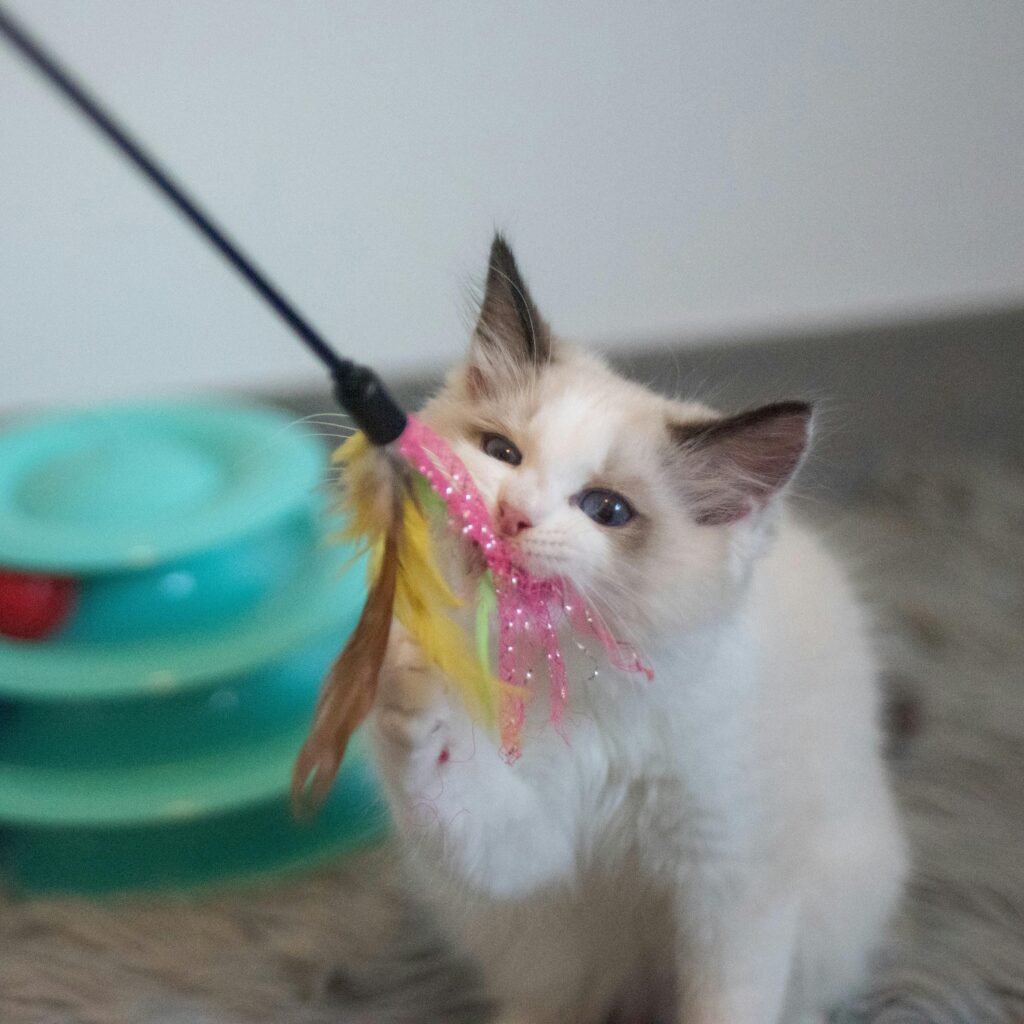 Adorable ragdoll kitten playing with a colorful feather toy indoors.